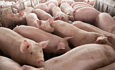 Nhà sản xuất TACN hàng đầu Trung Quốc New Hope xây dựng 3 trang trại chăn nuôi lợn tại Việt Nam