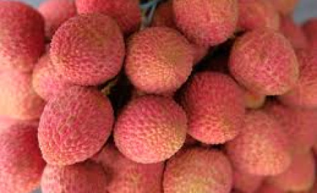 Bắc Giang chuẩn bị xuất khẩu vải thiều tươi sang Nhật Bản