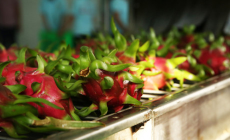 Đa dạng xuất khẩu thanh long nhờ mã số vùng trồng