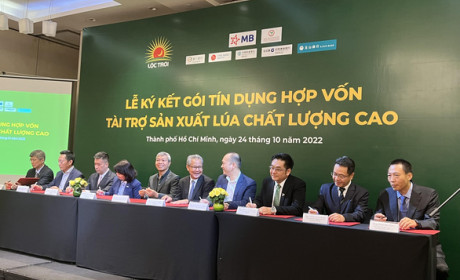 7 ngân hàng hợp vốn cho vay 100 triệu USD để sản xuất lúa chất lượng cao