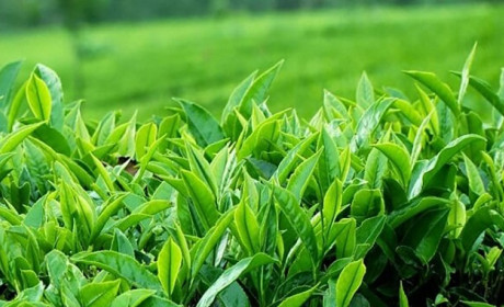 Bán 5 container chè, doanh nghiệp Việt có nguy cơ mất trắng 140.000 USD