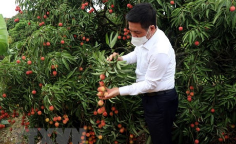 Dịch COVID-19: Bắc cầu đưa nông sản Việt Nam sang Nhật Bản