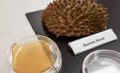 Vỏ sầu riêng thường bỏ nay dùng làm băng keo kháng khuẩn