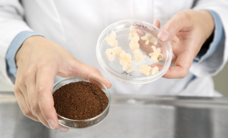 Sản xuất thành công tế bào cà phê - hướng đi mới cho nền nông nghiệp