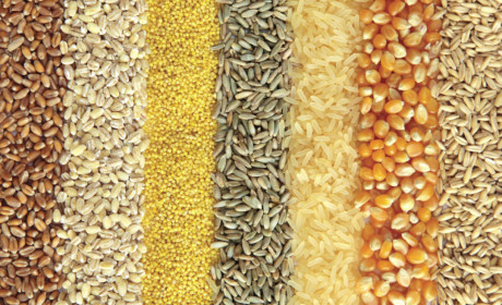 Bão Ida ở Mỹ gây ác mộng cho thị trường nông sản châu Á