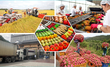 Doanh nghiệp xuất khẩu nông sản phải thay đổi để thích nghi với những quy định mới của Trung Quốc