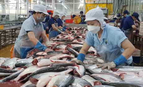 Đơn hàng gạo, cá Việt đi châu Âu tăng bất ngờ