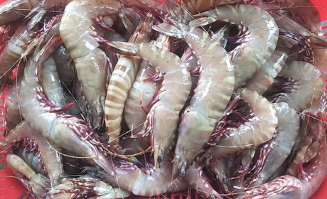 Xuất khẩu hải sản tăng 80% so với cùng kỳ năm 2021