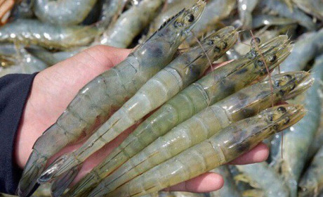Vietnamese shrimp exporters enjoy zero taxes to US