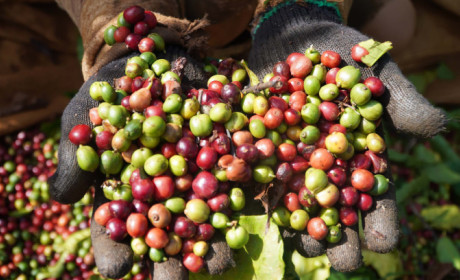 Tình hình thị trường nông sản thế giới