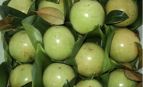 Việt Nam là nước đầu tiên được cấp phép xuất khẩu vú sữa sang Hoa Kỳ