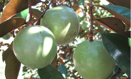 Quả vú sữa Việt Nam chính thức được nhập khẩu vào Mỹ