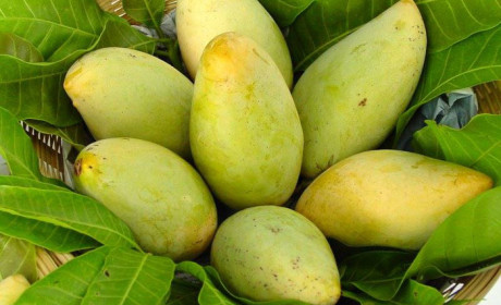 Xoài Việt Nam tìm đường tiến vào thị trường Australia
