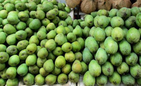 Xoài Sơn La lên đường sang Australia