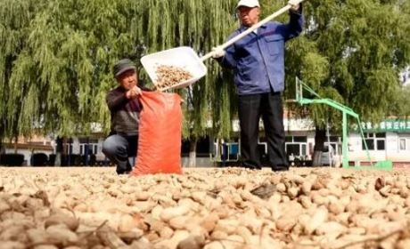 Điểm danh các mặt hàng nông sản xuất khẩu tỷ USD 