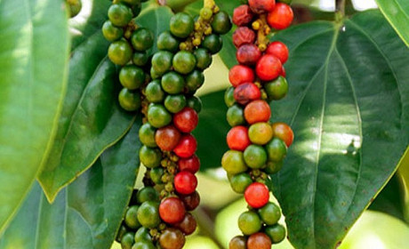 Việt Nam tiếp tục là nguồn cung hồ tiêu lớn nhất tại EU