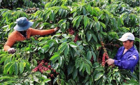 Vietnam ready to adopt EU regulation on deforestation