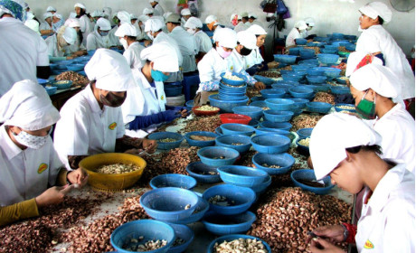 Ngành điều củng cố vị thế xuất khẩu số 1 thế giới tại Vietnam Foodexpo 2016