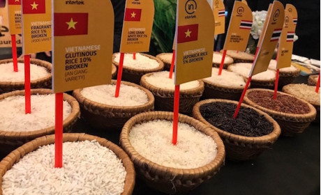 Thị trường EU còn nhiều dư địa để tăng trưởng xuất khẩu gạo Việt Nam