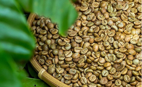 Xuất khẩu cà phê vượt mốc 2 tỷ USD