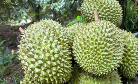 Sầu riêng đông lạnh, dừa tươi sẽ xuất chính ngạch sang Trung Quốc