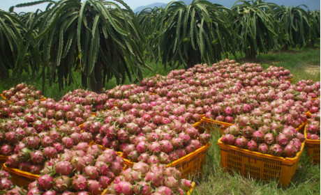 Thanh long tìm hướng phát triển tại Vietnam Foodexpo 2016