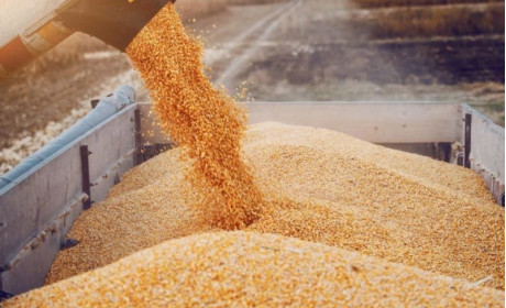 Giá nông sản toàn cầu dự báo tăng mạnh