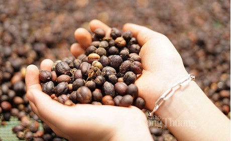 Xuất khẩu cà phê sang thị trường New Zealand tăng trưởng 3 con số