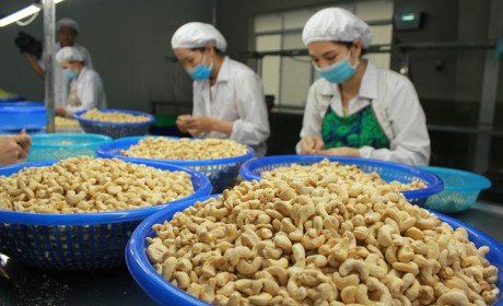 Xuất khẩu hạt điều dự báo tăng trưởng mạnh